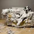 Responsabilidade Civil Animais